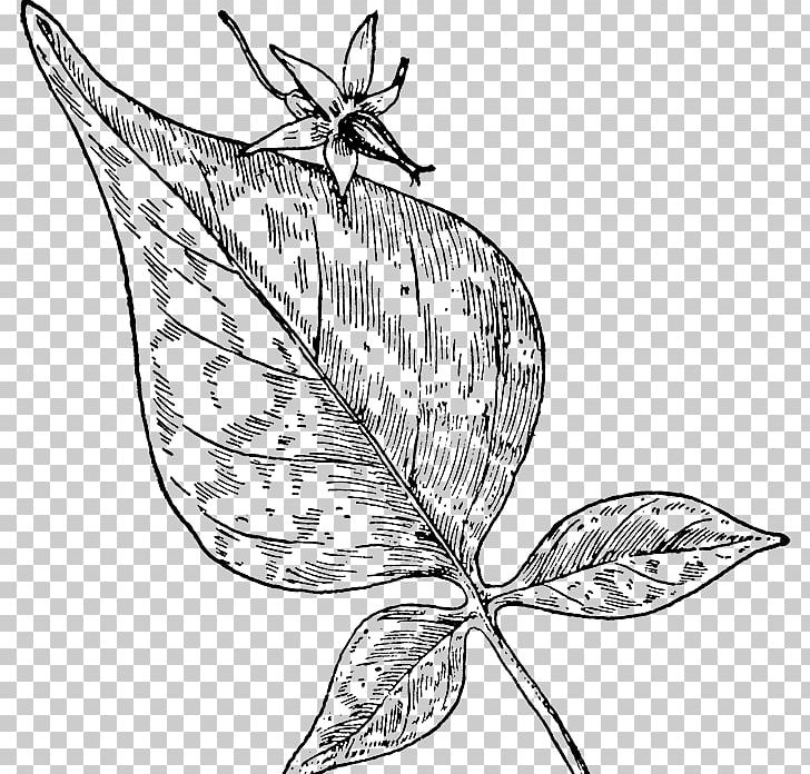 Bittersweet Belladonna Black Nightshade Plant PNG, Clipart, Artwork, Atr, Branch, Brush Footed Butterfly, Fictional Character Free PNG Download