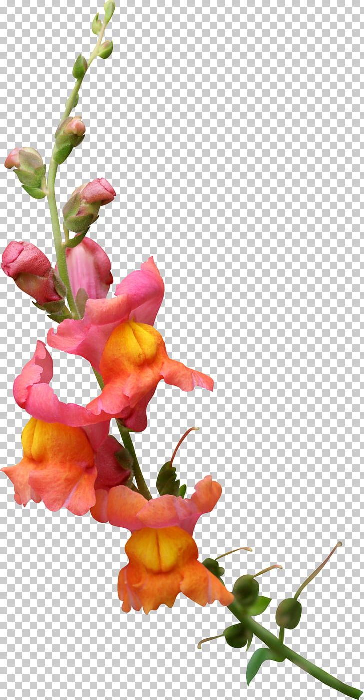 Flower Petal Blossom PNG, Clipart, Blossom, Branch, Bud, Computer Icons, Cut Flowers Free PNG Download