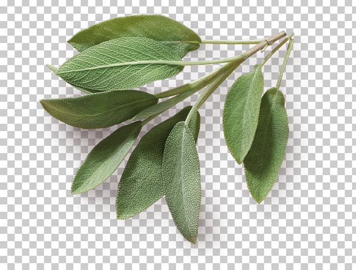 Herb Taste Spice Food Common Sage PNG, Clipart, Auglis, Common Sage, Cooking, Food, Herb Free PNG Download