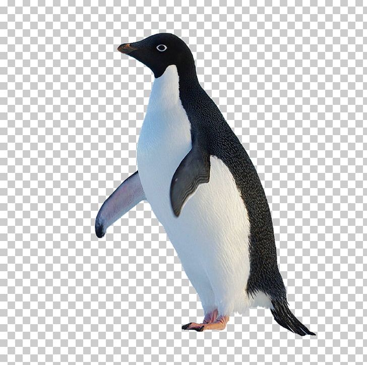 King Penguin Original Penguin PNG, Clipart, Animals, Beak, Bird, Cute, Cute Penguin Free PNG Download