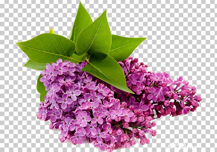 Common Lilac Flower PNG, Clipart, Clip Art, Common Lilac, Desktop Wallpaper, Flower, Lavender Free PNG Download