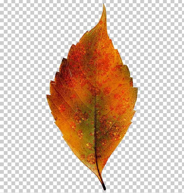 Leaf Encapsulated PostScript PNG, Clipart, Autumn, Autumn Leaves, Desktop Wallpaper, Download, Drawing Free PNG Download