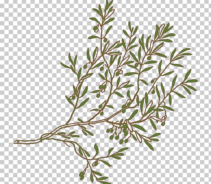 Open Free Content Olive PNG, Clipart, Branch, Computer Icons, Drawing, Flowering Plant, Food Free PNG Download