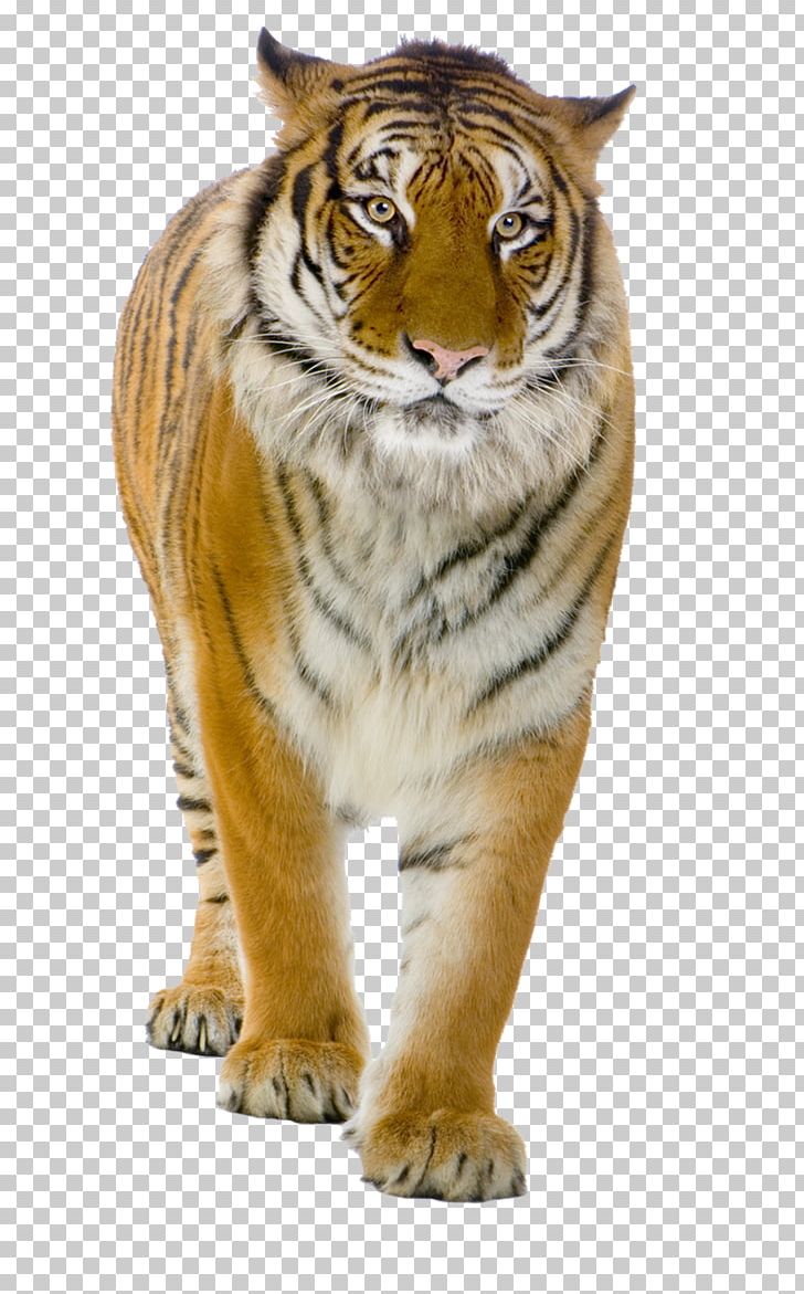 Tiger Desktop PNG, Clipart, Animals, Big Cats, Carnivoran, Cat Like Mammal, Computer Icons Free PNG Download