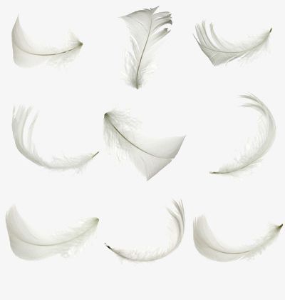 White Feathers PNG, Clipart, Abstract, Animal, Backgrounds, Bird, Collection Free PNG Download