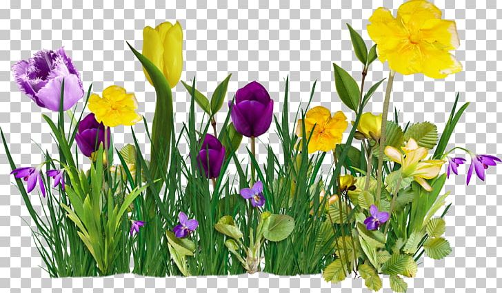 Flower Internet Raster Graphics PNG, Clipart, Annual Plant, Child, Crocus, Cut Flowers, Daytime Free PNG Download