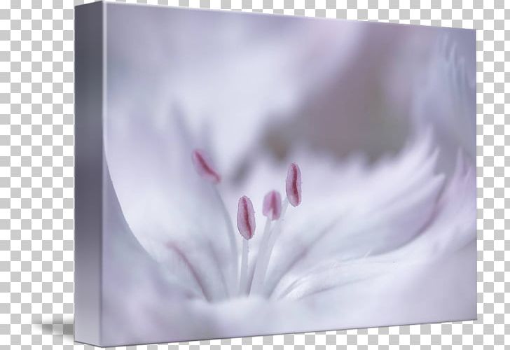 Frames Close-up PNG, Clipart, Amazing Grace, Closeup, Flower, Lilac, Petal Free PNG Download