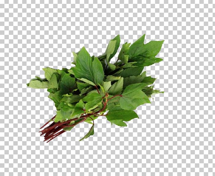 Gongura Indian Cuisine Spring Greens Leaf Vegetable PNG, Clipart, Cantaloupe, Farmer, Ginger, Gongura, Herb Free PNG Download