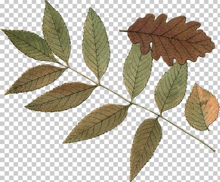 Hojas Secas Leaf Autumn Plant Stem Hoja Seca PNG, Clipart, Autumn, Branch, Gimp, Hoja, Hoja Seca Free PNG Download