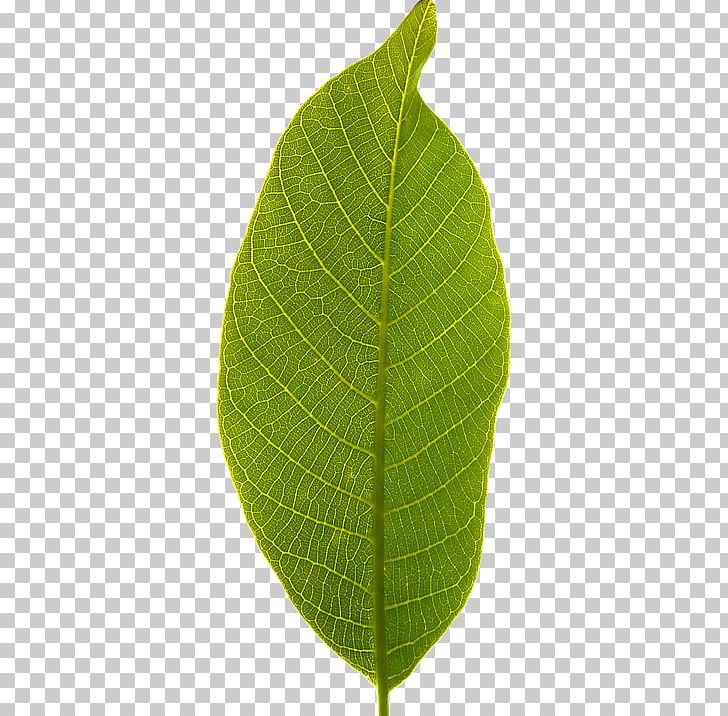 Leaf Plant Stem PNG, Clipart, Background, Clip Art, Download, Leaf, Plant Free PNG Download