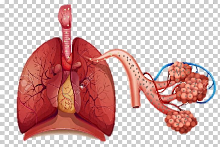 Respiratory System Breathing Respiration Human Body Lung PNG, Clipart, Biological System, Breathing, Diagram, Function, Homo Sapiens Free PNG Download