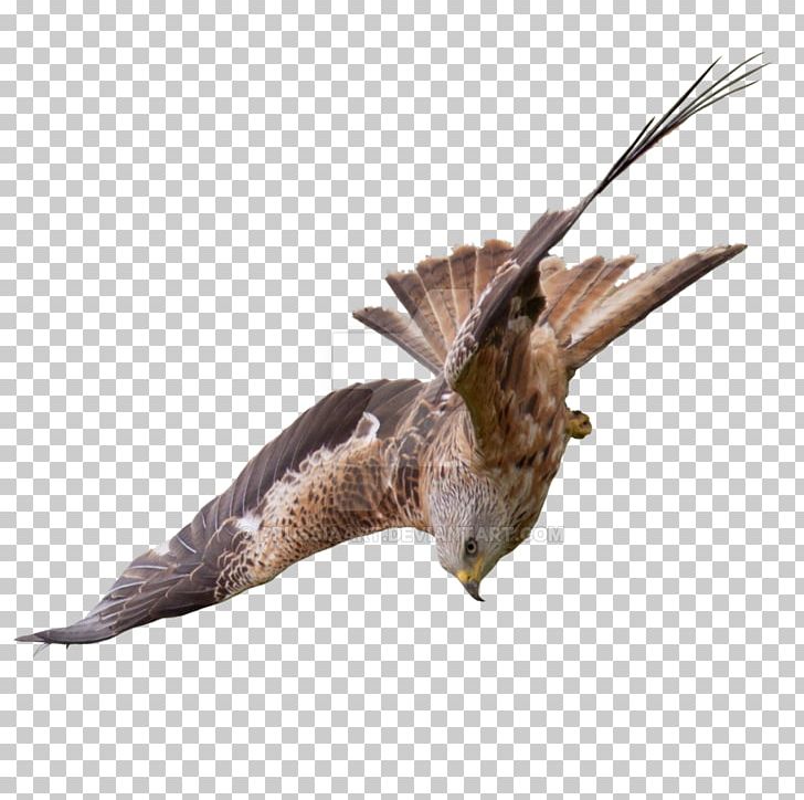Bird Of Prey Buzzard Flight Falcon PNG, Clipart, Animal, Beak, Bird, Bird Of Prey, Buzzard Free PNG Download