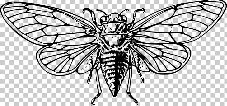 Cicadas Computer Icons Insect PNG, Clipart, Animals, Annual Cicada, Brush Footed Butterfly, Fictional Character, Line Art Free PNG Download
