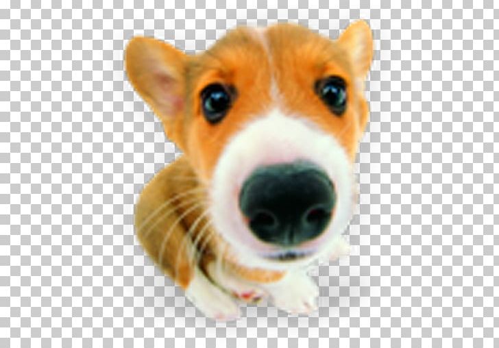 Puppy Pembroke Welsh Corgi Shih Tzu Labrador Retriever Computer Icons PNG, Clipart, Animals, Carnivoran, Companion Dog, Cuteness, Desktop Wallpaper Free PNG Download