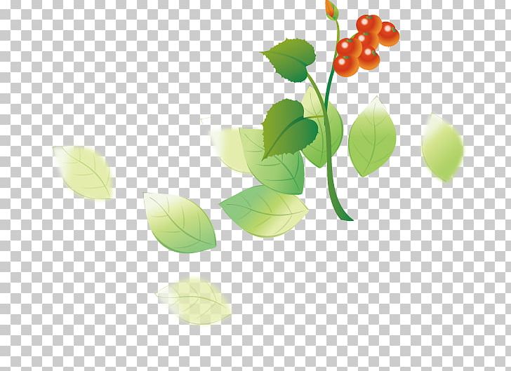Cherry Tomato Fruit Auglis PNG, Clipart, Branch, Cherry, Cherry Blossom, Cherry Blossoms, Cherry Tomato Free PNG Download