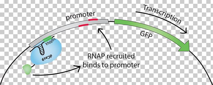 DCas9 Activation System Promoter Transcription Factor Green Fluorescent Protein PNG, Clipart, Angle, Area, Brand, Cable, Circle Free PNG Download