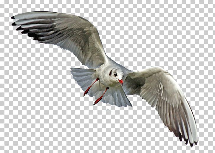 Gulls Bird Portable Network Graphics Transparency PNG, Clipart, Animals, Beak, Bird, Charadriiformes, Desktop Wallpaper Free PNG Download