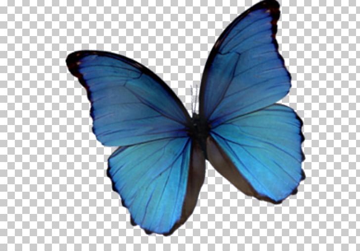Monarch Butterfly Blue PNG, Clipart,  Free PNG Download