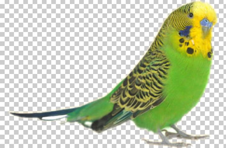 Parrot Budgerigar Bird Rose-ringed Parakeet PNG, Clipart, Animals, Bako, Beak, Bird, Budgerigar Free PNG Download