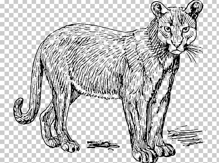 Cougar Puma Panther PNG, Clipart, Art, Artwork, Big Cats, Black And White, Carnivoran Free PNG Download