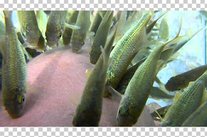 Doctor Fish Aquarium Fishkeeping Icarus Builders & Developers Pvt. Ltd. PNG, Clipart, Animals, Aquarium, Cosmetics, Doctor Fish, Dr Eli F Merritt Md Free PNG Download