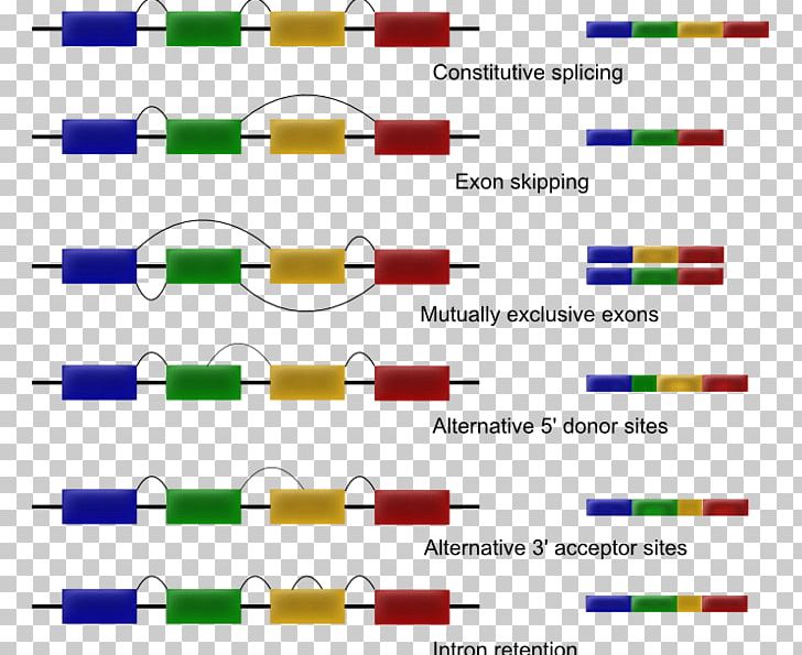 Exon Shuffling RNA Splicing Alternative Splicing PNG, Clipart, Alternative Splicing, Angle, Area, Diagram, Directory Free PNG Download