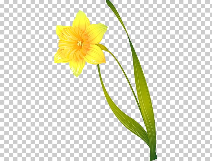Flower Narcissus Pseudonarcissus PNG, Clipart, Amaryllis Belladonna, Amaryllis Family, Cicek Resimleri, Cut Flowers, Daffodil Free PNG Download