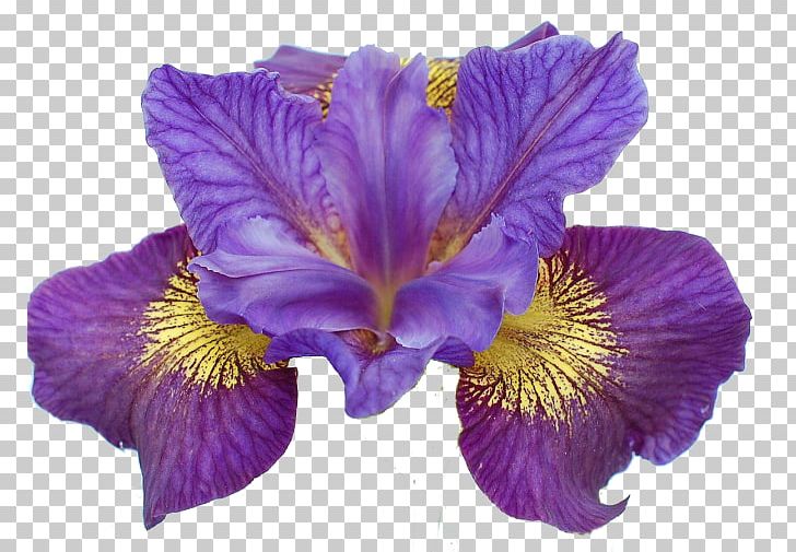 Iris Ser. Sibiricae Iris Lacustris Flower Iris Sibirica PNG, Clipart, Bud, Cut Flowers, Flower, Flowering Plant, Iridaceae Free PNG Download