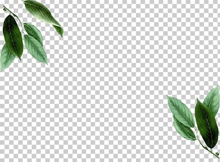 Branch Leaf Season Plant Stem Pimenta Racemosa PNG, Clipart, Autumn, Bay Leaf, Branch, Garden, Herbalism Free PNG Download