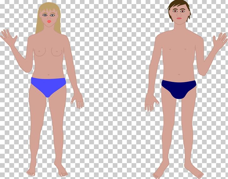 Human Body Homo Sapiens PNG, Clipart, Abdomen, Active Undergarment, Anatomy, Arm, Body Free PNG Download