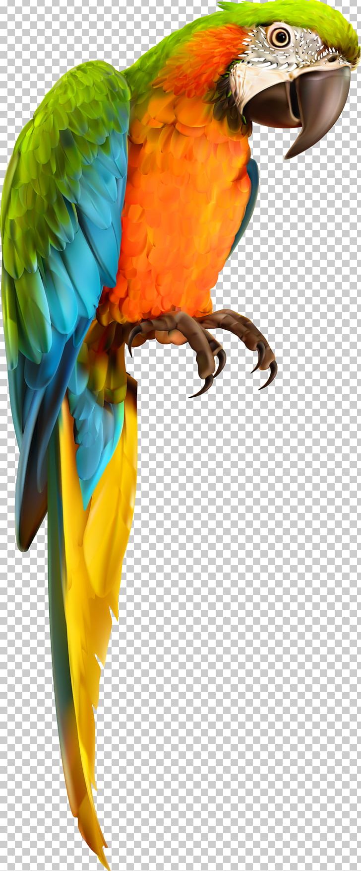 Parrot Bird Animal Material PNG, Clipart, 3d Animation, 3d Computer Graphics, Animal, Animals, Bird Free PNG Download