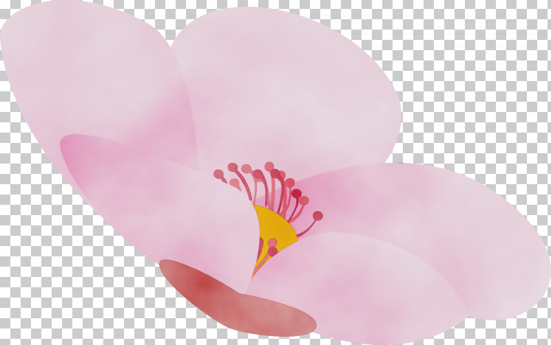 Pink Petal Flower Heart Plant PNG, Clipart, Anthurium, Cherry Flower, Floral, Flower, Heart Free PNG Download