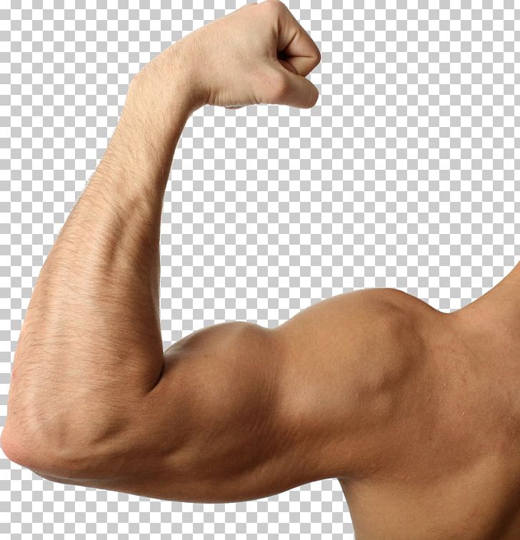 Biceps Arm Triceps Brachii Muscle Brachialis Muscle PNG, Clipart, Abdomen, Active Undergarment, Arm, Biceps, Bodybuilder Free PNG Download