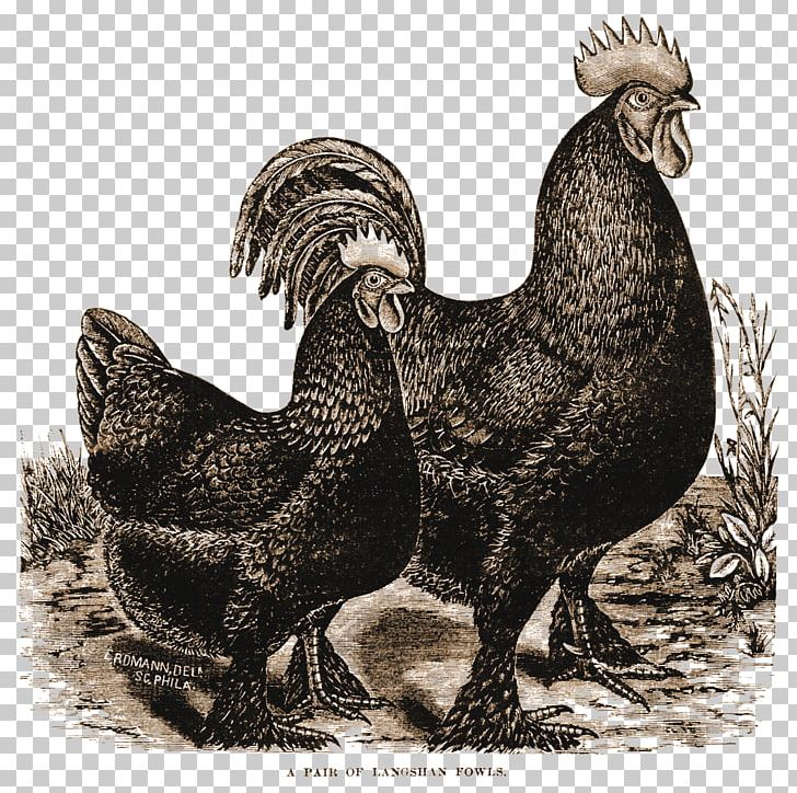 Croad Langshan The Vintage Rooster Recipe Turkey PNG, Clipart, Beak, Bird, Blog, Chicken, Cooking Free PNG Download