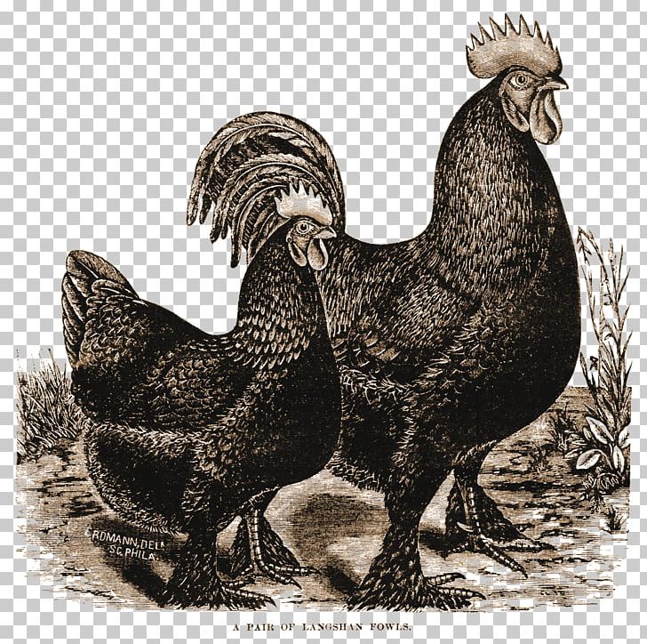 vintage rooster clipart image