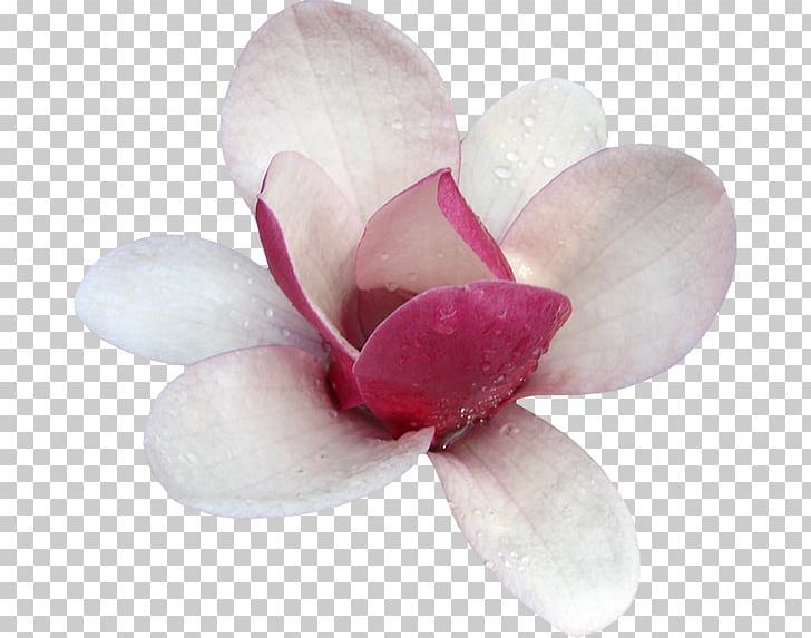 Magnolia Flower PNG, Clipart, Blossom, Clip Art, Editing, El Rincon De Los Colores, Flower Free PNG Download