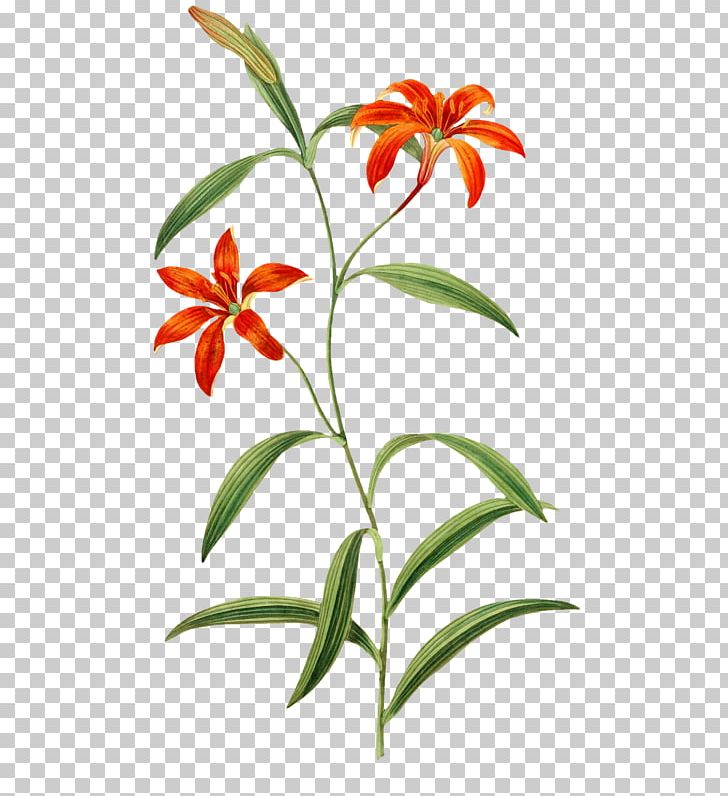 Drawing Online Diary PNG, Clipart, Blog, Cut Flowers, Diary, Drawing, Flora Free PNG Download