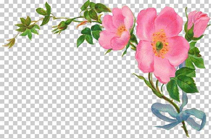 Flower Rose PNG, Clipart, Annual Plant, Blossom, Branch, Computer Icons, Cut Flowers Free PNG Download