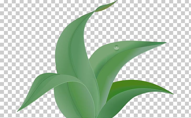 Jungle Free Content Leaf PNG, Clipart, Agave, Blog, Computer, Computer Wallpaper, Flora Free PNG Download