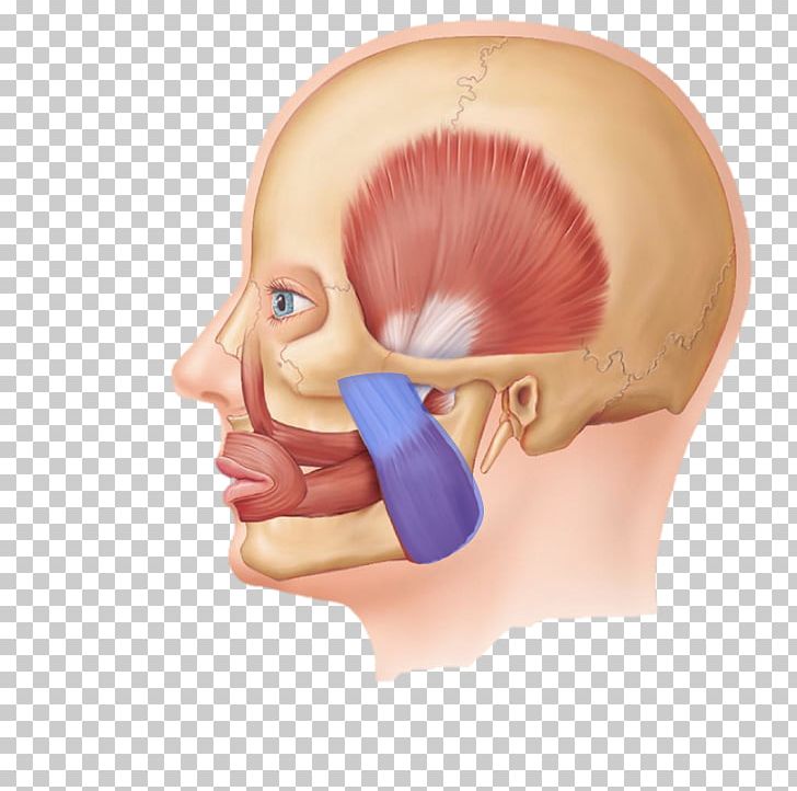 Masseter Muscle Buccinator Muscle Facial Muscles Muscles Of Mastication PNG, Clipart, Anatomical Terms Of Muscle, Anatomy, Bone, Buccinator Muscle, Cheek Free PNG Download