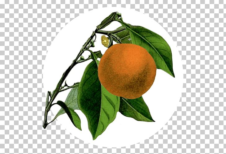 Bitter Orange Mandarin Orange Rangpur Tangerine Tangelo PNG, Clipart, Bitter Orange, Citron, Citrus, Clementine, Diospyros Free PNG Download