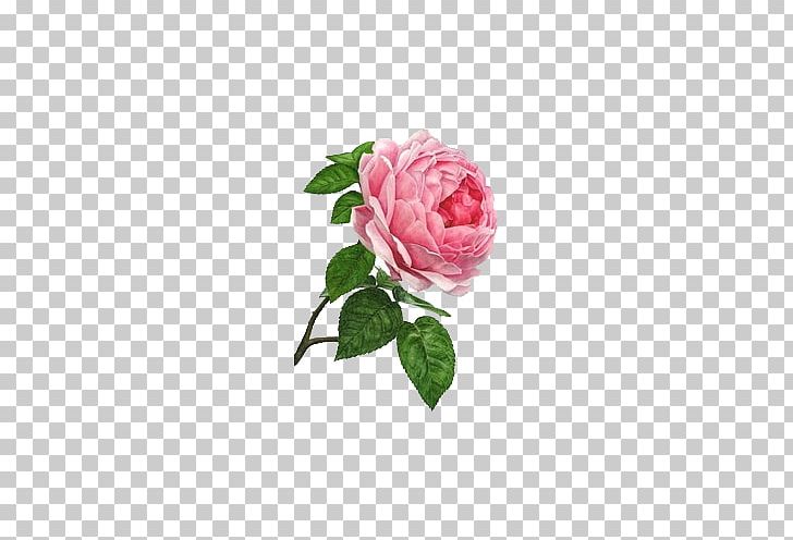 Rosa Chinensis Rosa Multiflora Watercolor Painting Garden Roses PNG, Clipart, Art, Artist, Background White, Black White, Botanical Illustration Free PNG Download