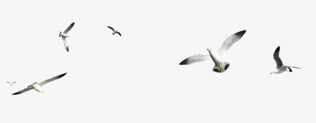 Seagull PNG, Clipart, Animal, Birds, Seabirds, Seagull, Seagull Clipart Free PNG Download