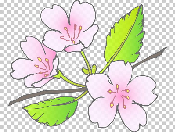 Floral Design Blossom Cut Flowers Plant Stem PNG, Clipart, Artwork, Blossom, Branch, Cherry, Cherry Blossom Free PNG Download