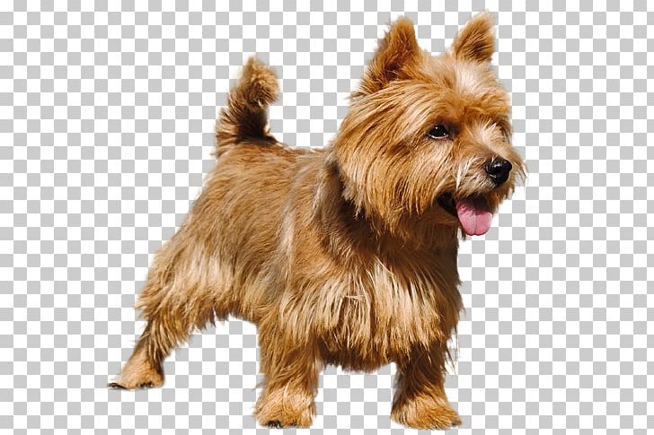 Norwich Terrier Australian Terrier Norfolk Terrier Glen Australian Silky Terrier PNG, Clipart, Appearance, Australian Silky Terrier, Carnivoran, Companion Dog, Dog Breed Free PNG Download