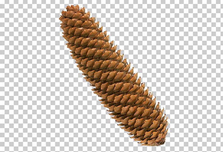 Scots Pine Spruce Pinus Massoniana Lacebark Pine Cedar PNG, Clipart, Auglis, Brown, Brown Background, Cedar, Commodity Free PNG Download