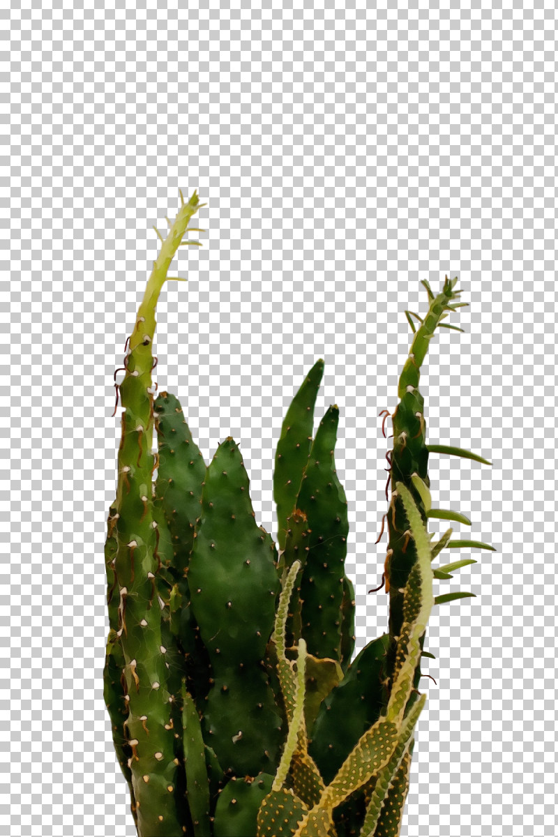 Cactus PNG, Clipart, Acanthocereus, Biology, Cactus, Caryophyllales, Cleaning Free PNG Download
