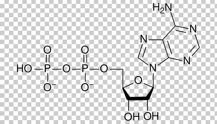Adenosine Monophosphate Adenosine Triphosphate Adenosine Diphosphate Ribonucleotide PNG, Clipart, Aden, Adenosine, Adenosine Diphosphate, Adenosine Monophosphate, Angle Free PNG Download