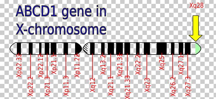 Adrenoleukodystrophy Disease ABCD1 X Chromosome Mutation PNG, Clipart, Abcd1, Adrenoleukodystrophy, Angle, Area, Brand Free PNG Download