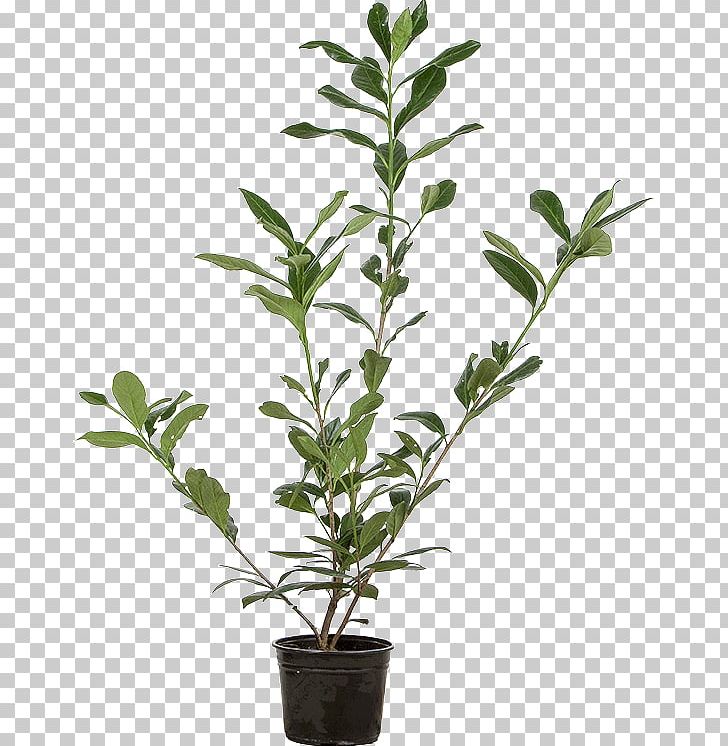 Cherry Laurel Flowerpot Evergreen Bay Laurel Shrub PNG, Clipart, Bay Laurel, Branch, Centimeter, Cherry Laurel, Evergreen Free PNG Download